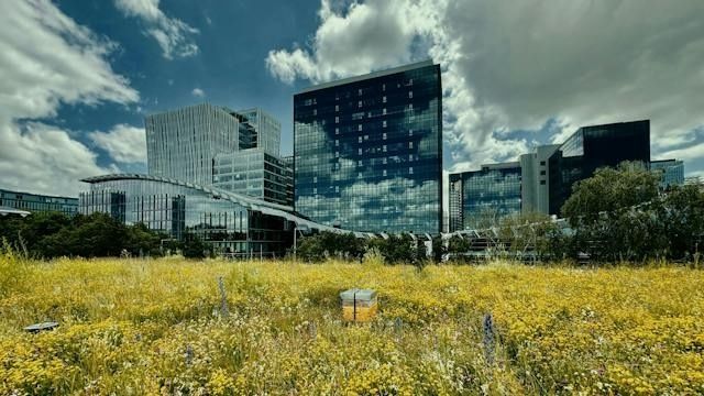 Blommande äng framför moderna kontorsbyggnader i stadsmiljö